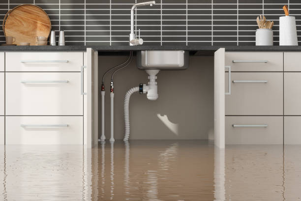 Best Mold removal after water damage  in South Shore, KY